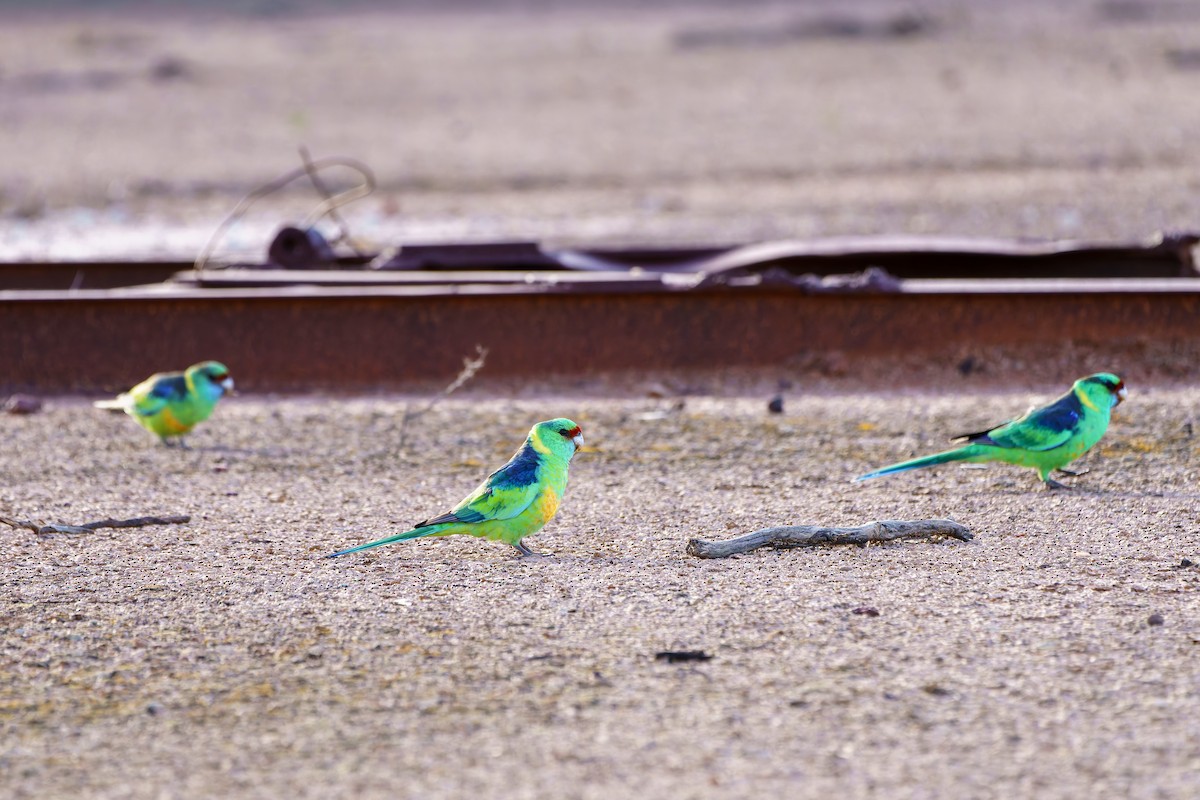 Australian Ringneck (Mallee) - ML638252202