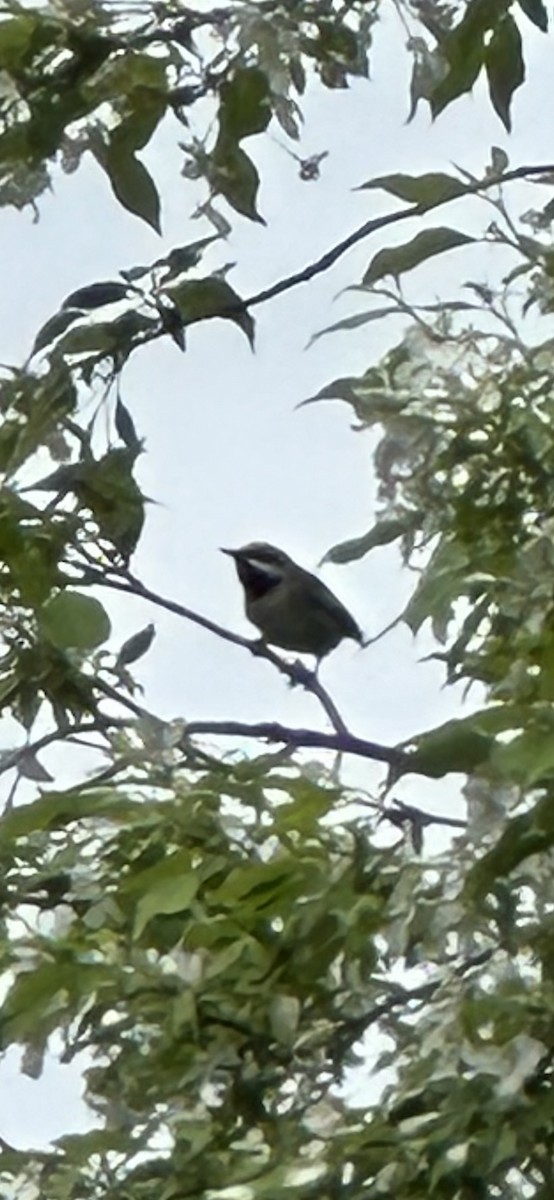 Goldflügel-Waldsänger - ML638252206