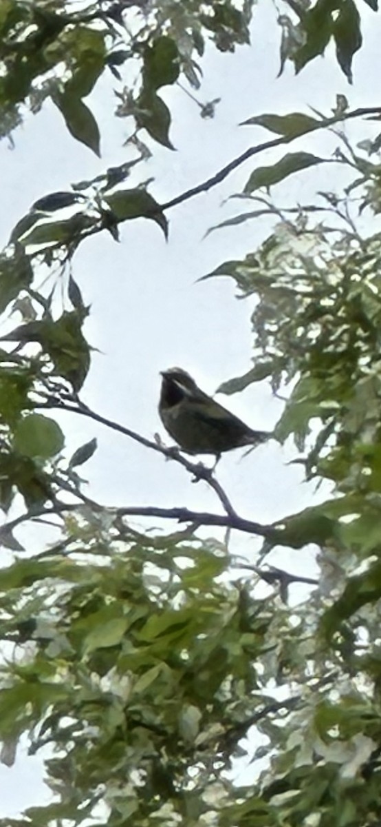 Goldflügel-Waldsänger - ML638252207