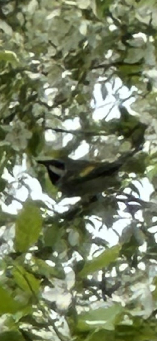 Goldflügel-Waldsänger - ML638252208