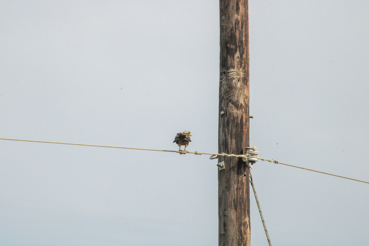 Aplomado Falcon - ML638252211