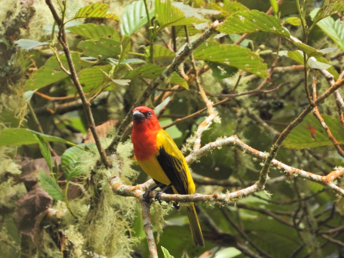 Red-hooded Tanager - ML638252214