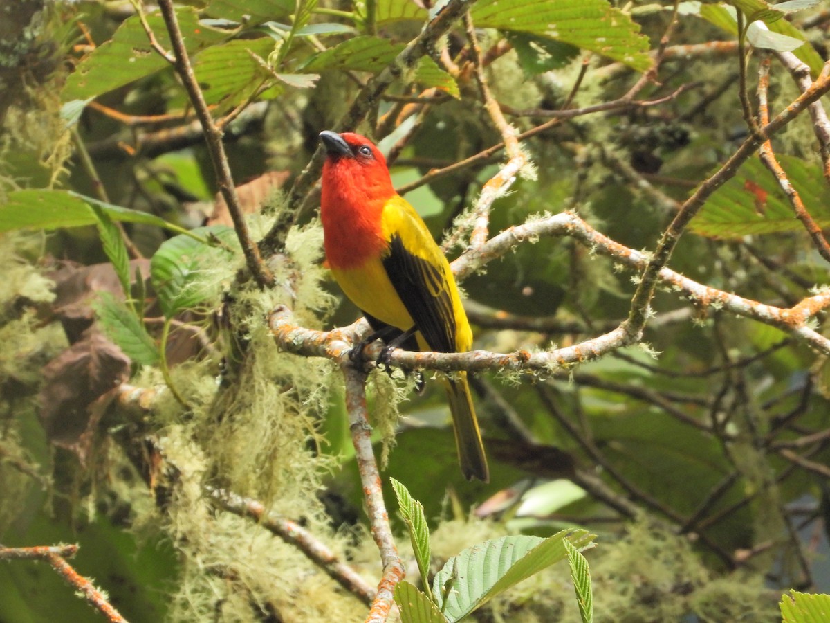 Red-hooded Tanager - ML638252216