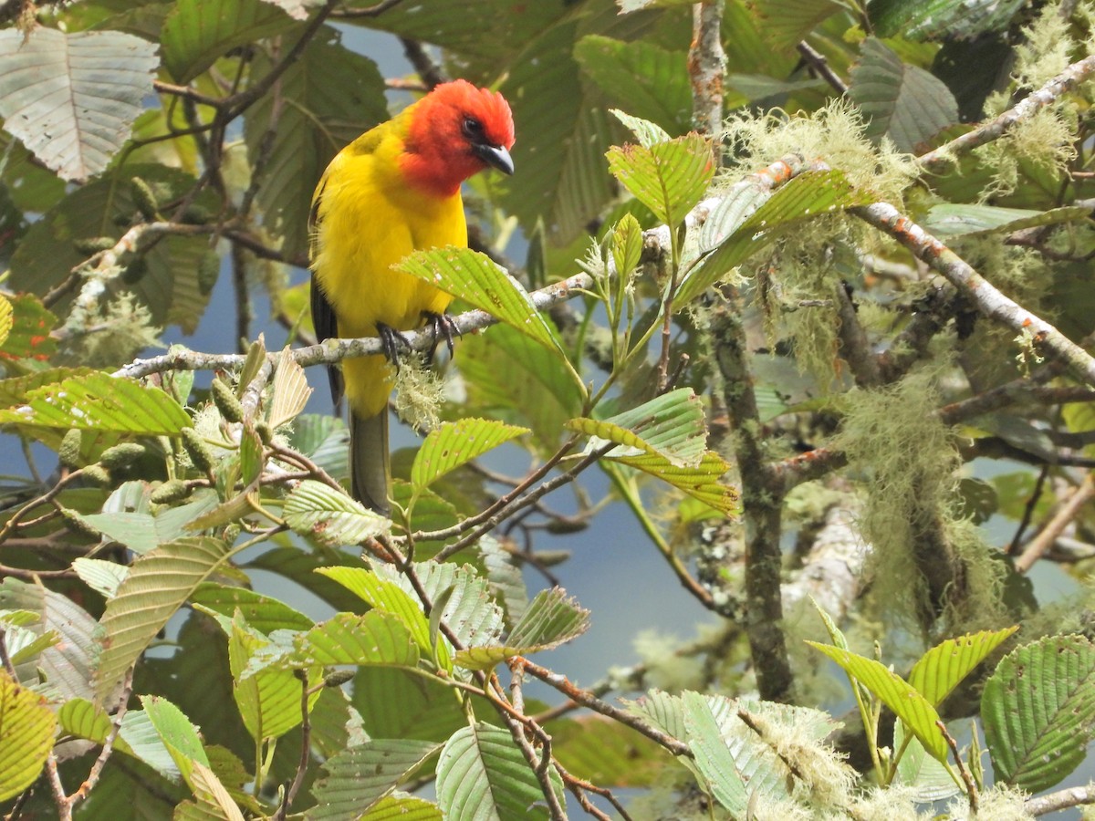 Red-hooded Tanager - ML638252219
