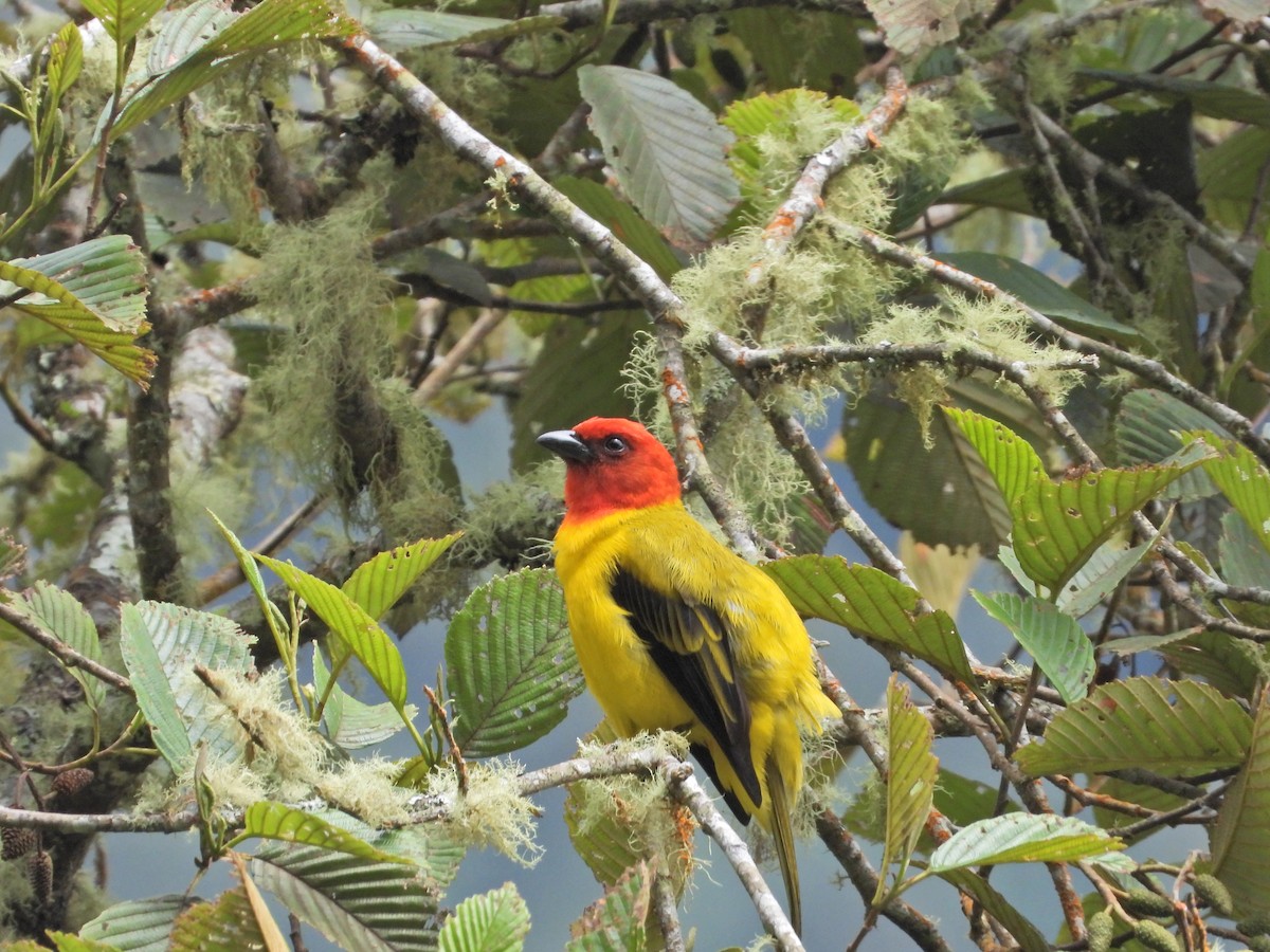 Red-hooded Tanager - ML638252220