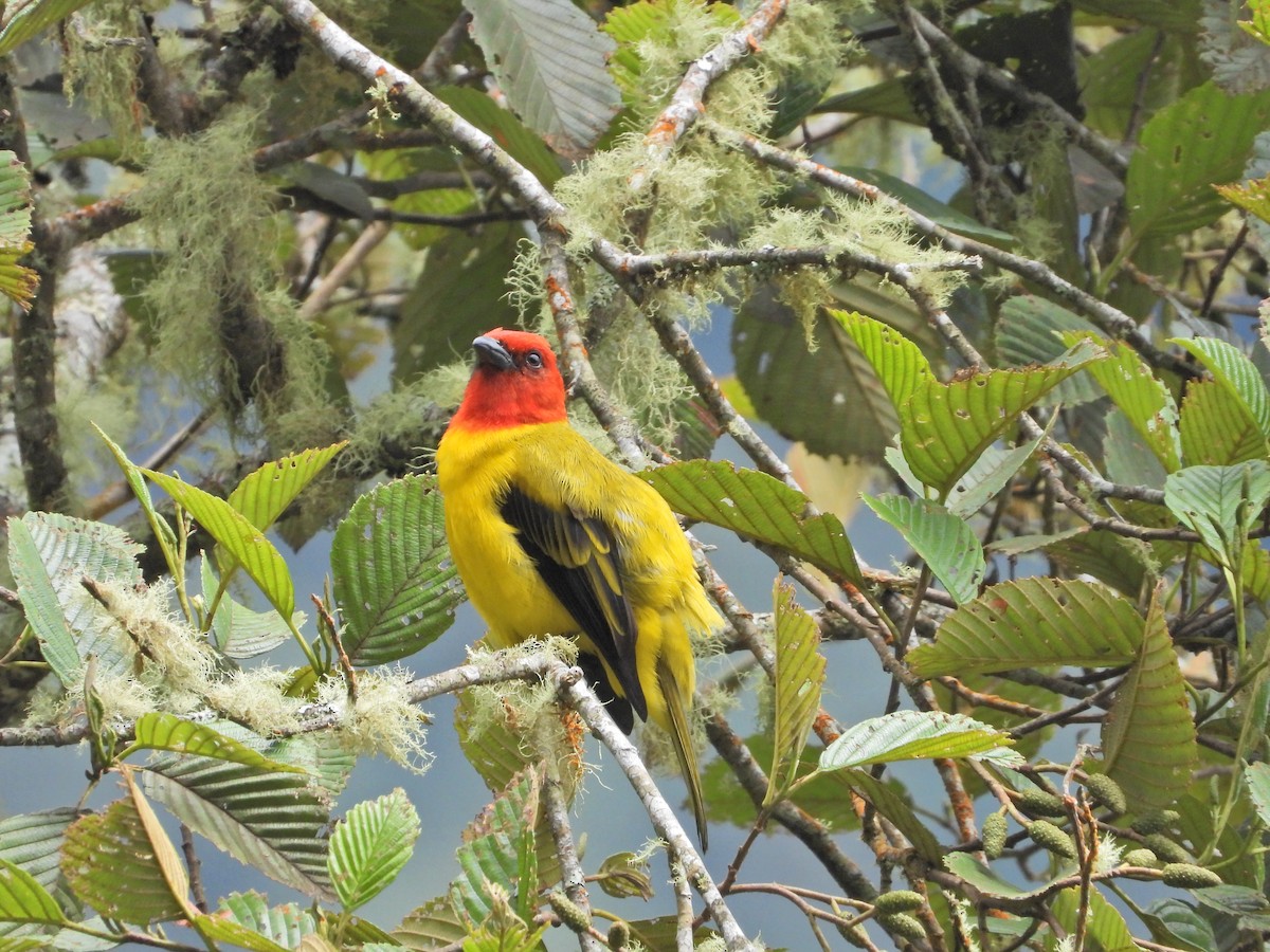 Red-hooded Tanager - ML638252221
