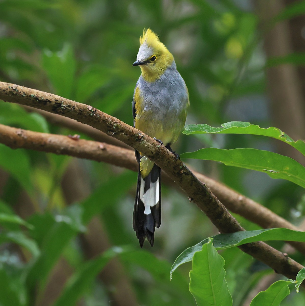 Long-tailed Silky-flycatcher - ML638252232