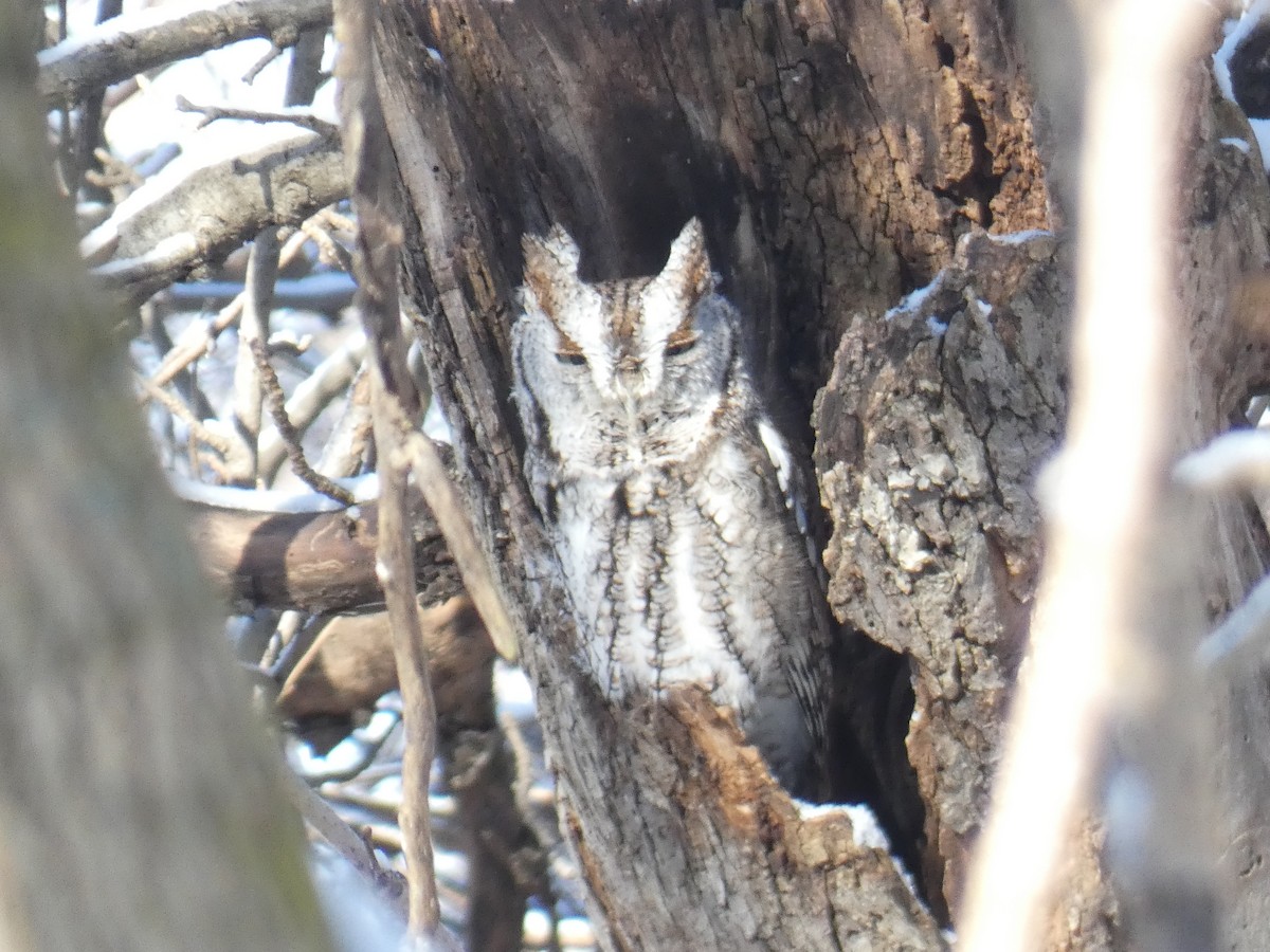 Eastern Screech-Owl - ML638252276