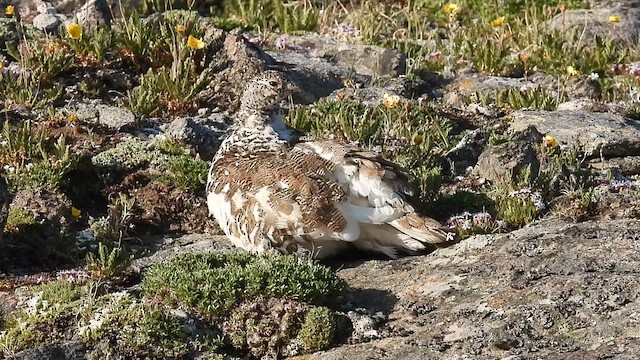 White-tailed Ptarmigan - ML638252277