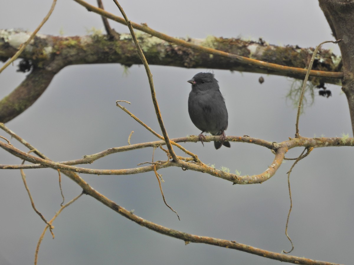 Slaty Finch - ML638252288