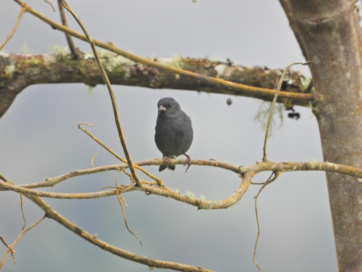 Slaty Finch - ML638252289