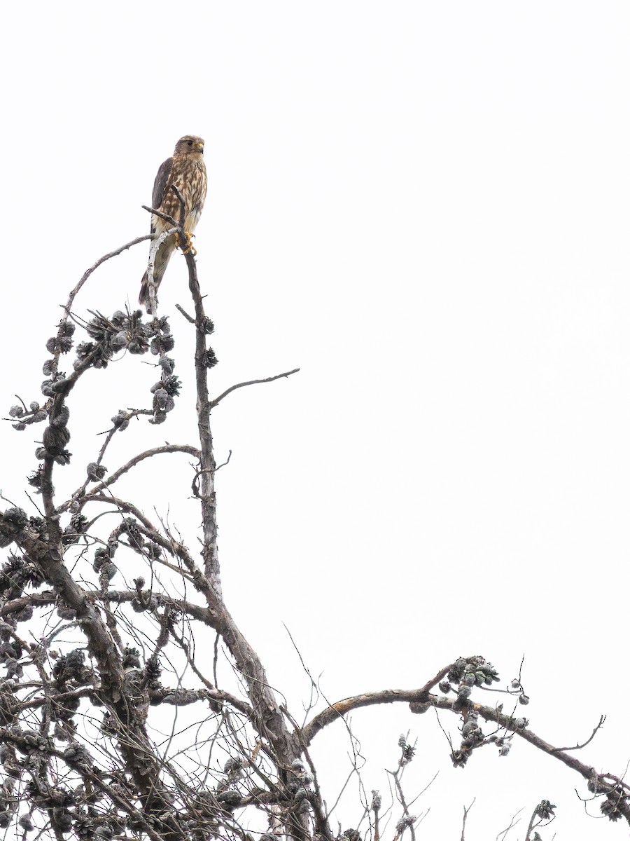 Merlin - ML638252293