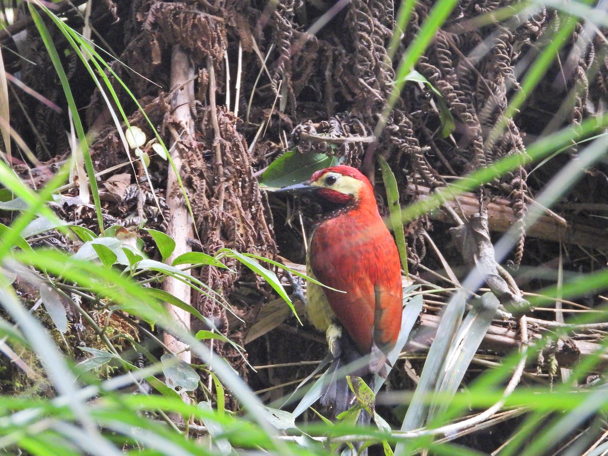 Crimson-mantled Woodpecker - ML638252308