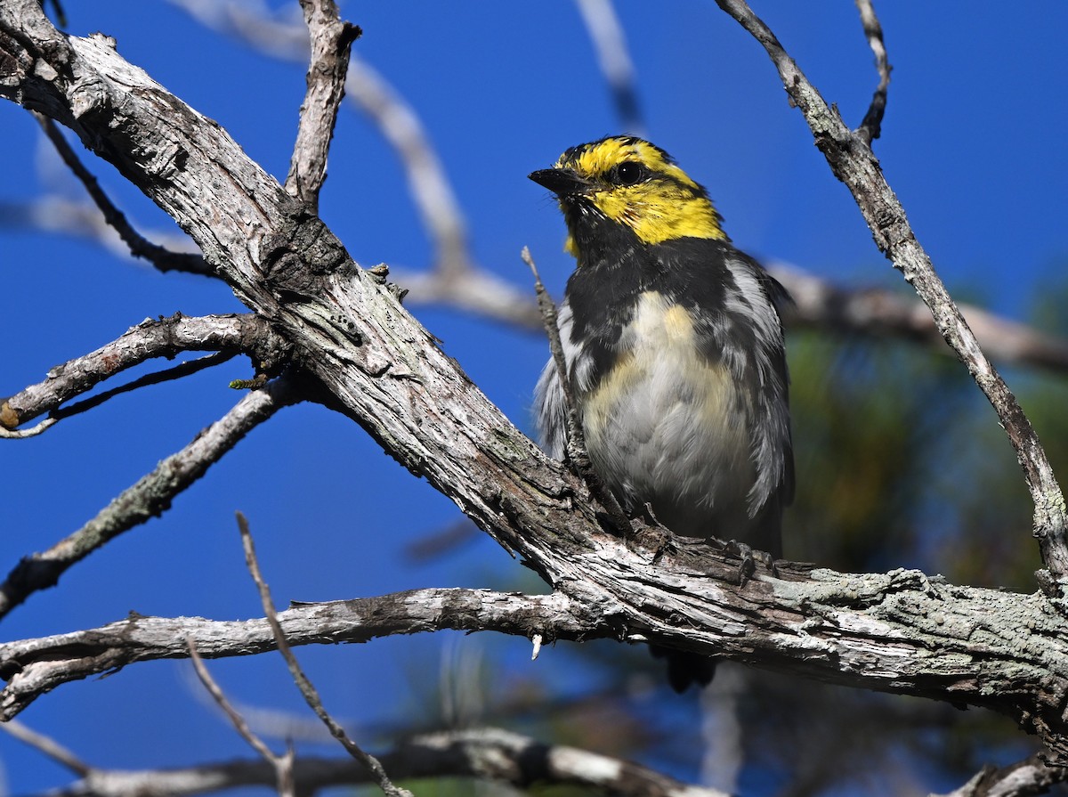 Golden-cheeked Warbler - ML638252334