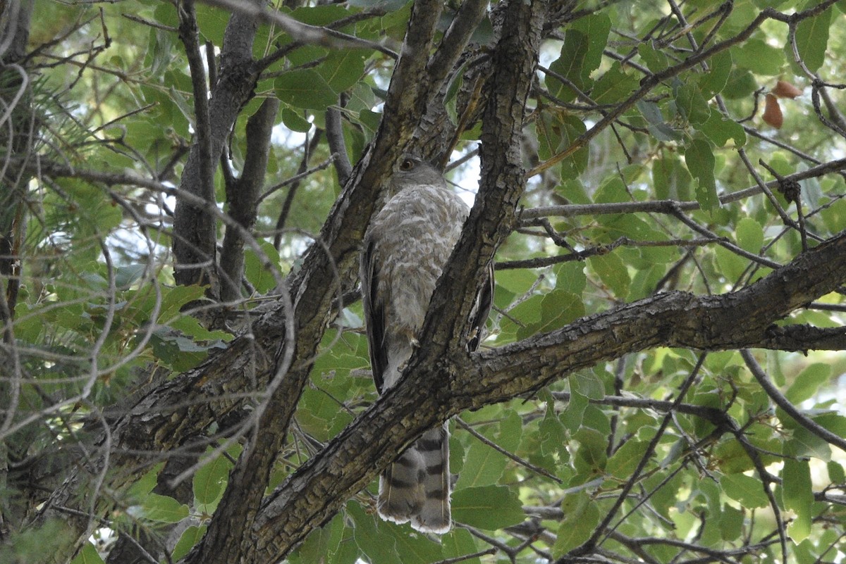 Sharp-shinned Hawk (Northern) - ML638252335