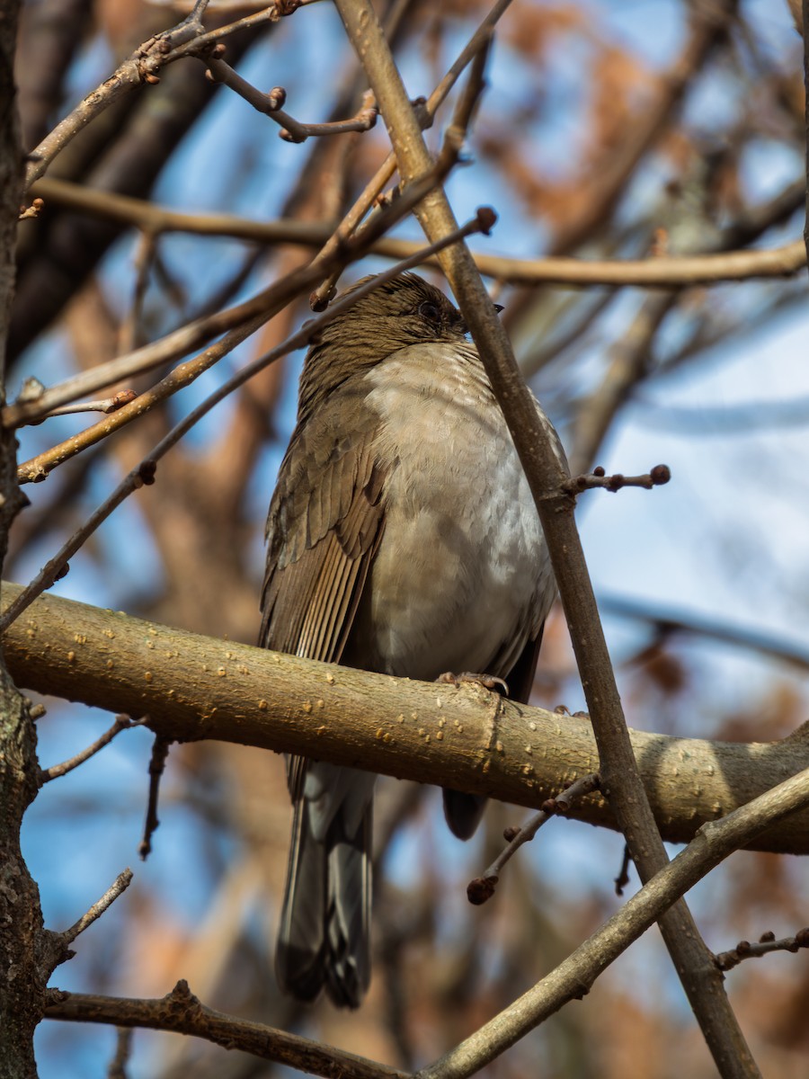 Creamy-bellied Thrush - ML638252349