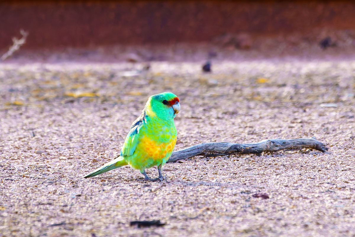 Australian Ringneck (Mallee) - ML638252363