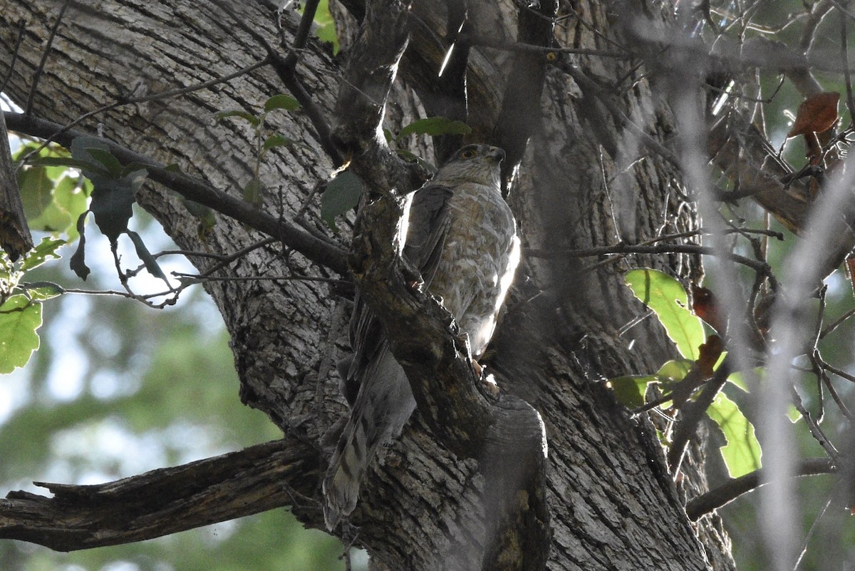 Sharp-shinned Hawk (Northern) - ML638252364