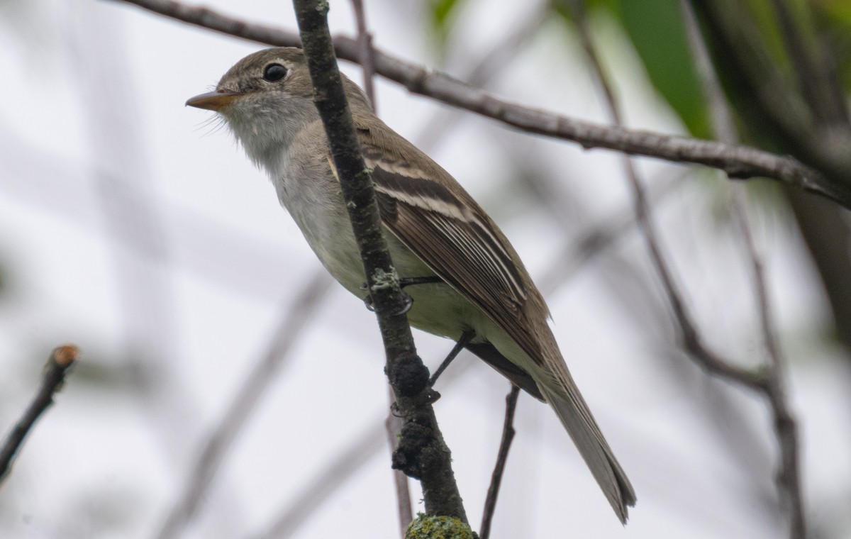 Least Flycatcher - ML638252365