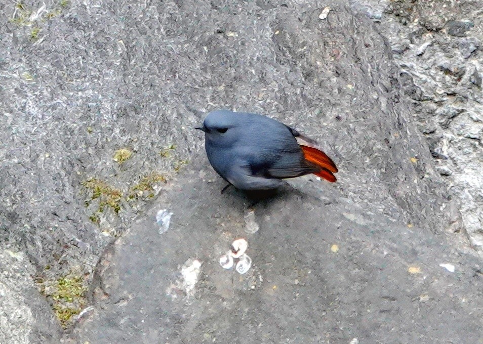 Plumbeous Redstart - ML638252368
