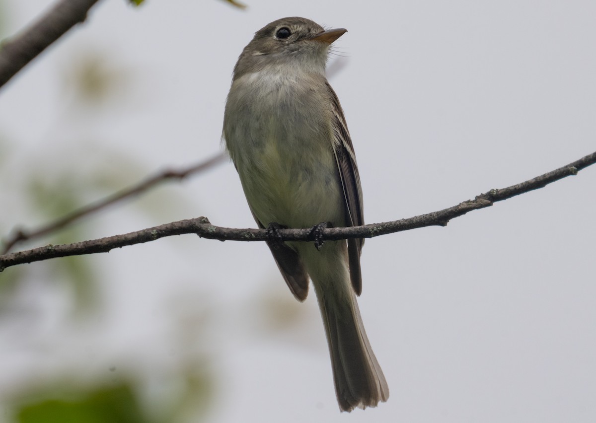 Least Flycatcher - ML638252372