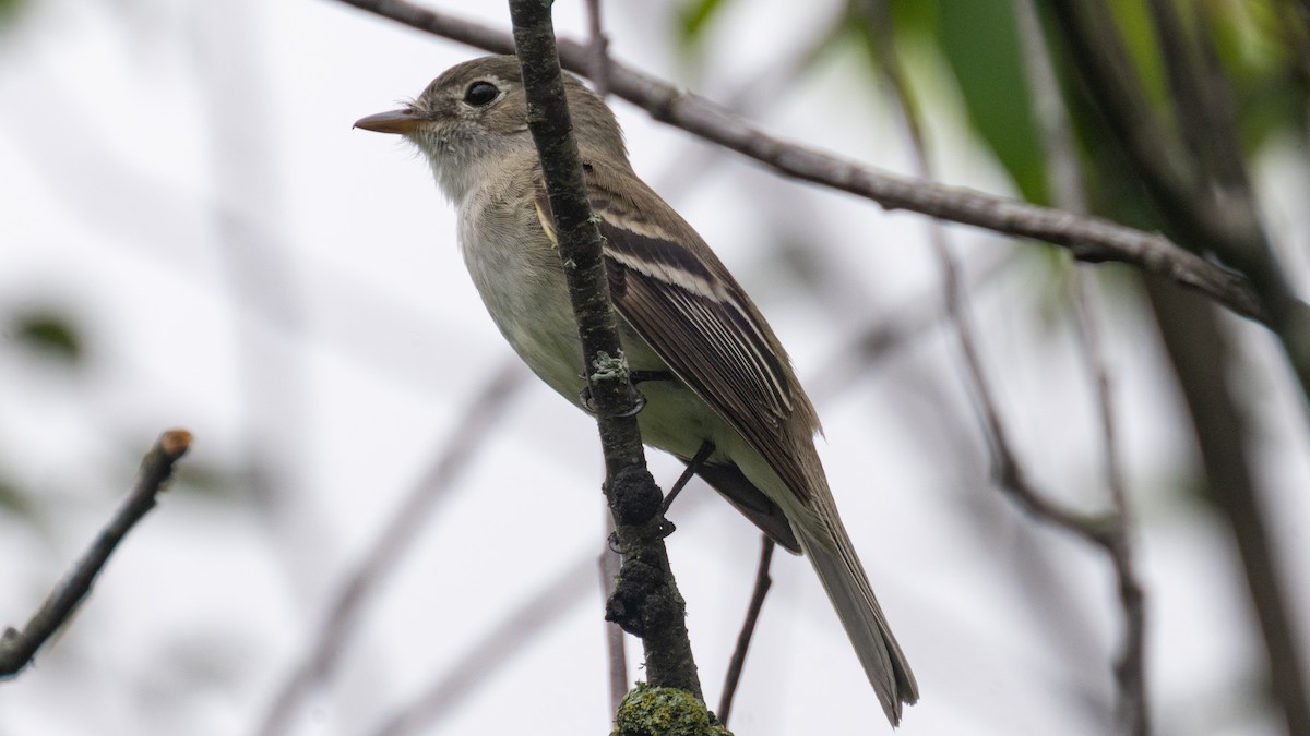 Least Flycatcher - ML638252374