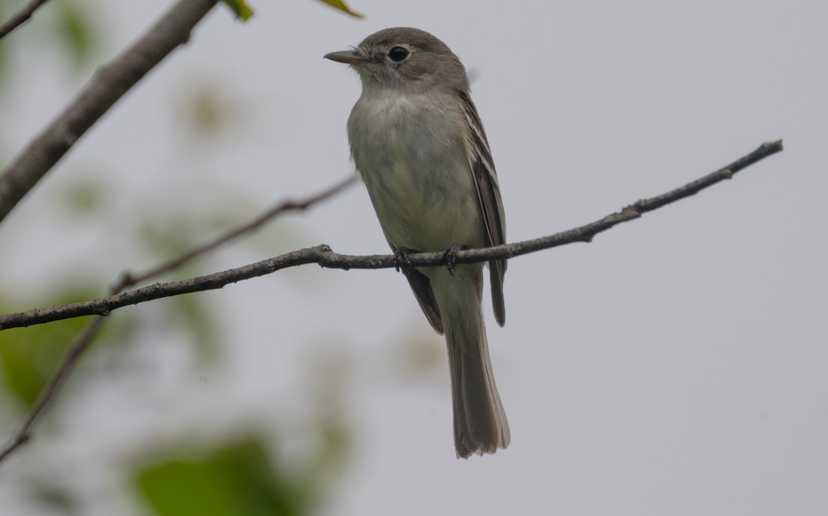 Least Flycatcher - ML638252377