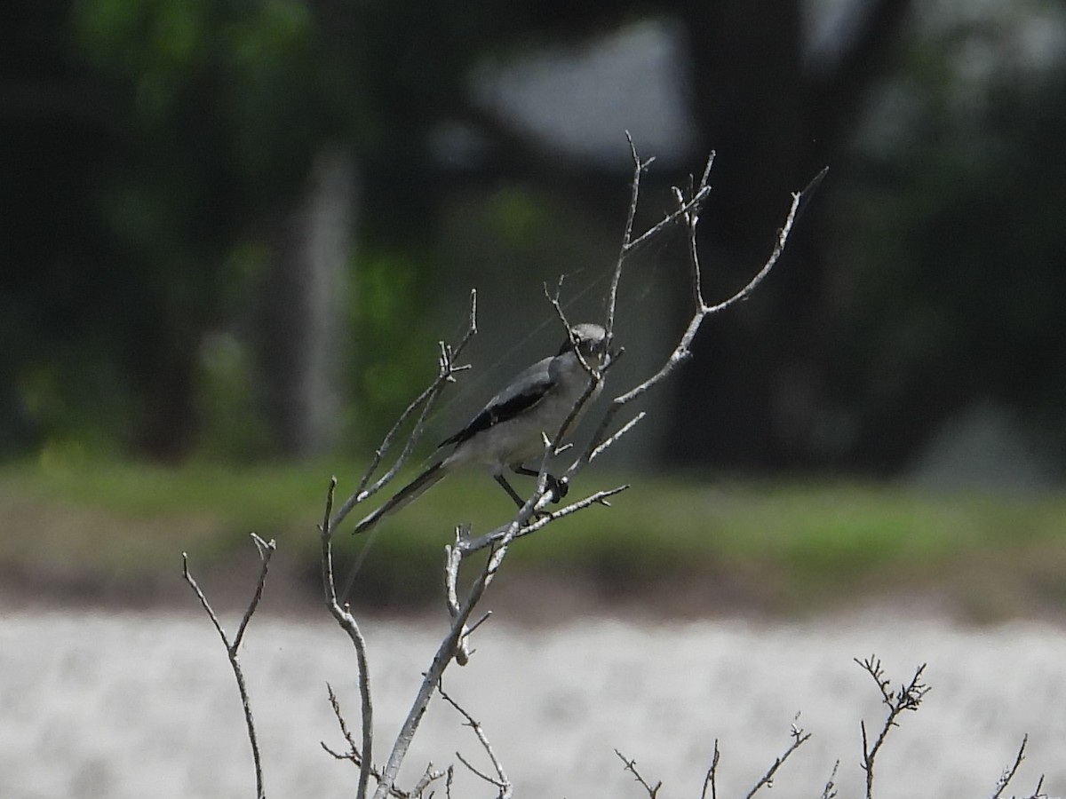 Loggerhead Shrike - ML638252381
