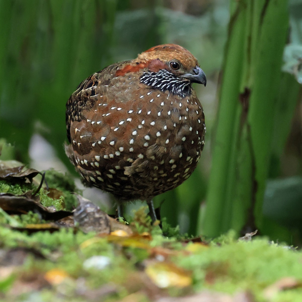 Spotted Wood-Quail - ML638252386