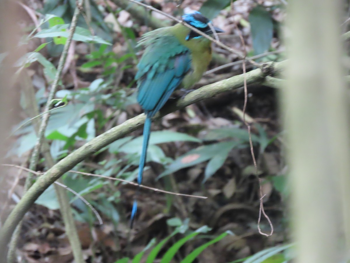 Lesson's Motmot - ML638252389