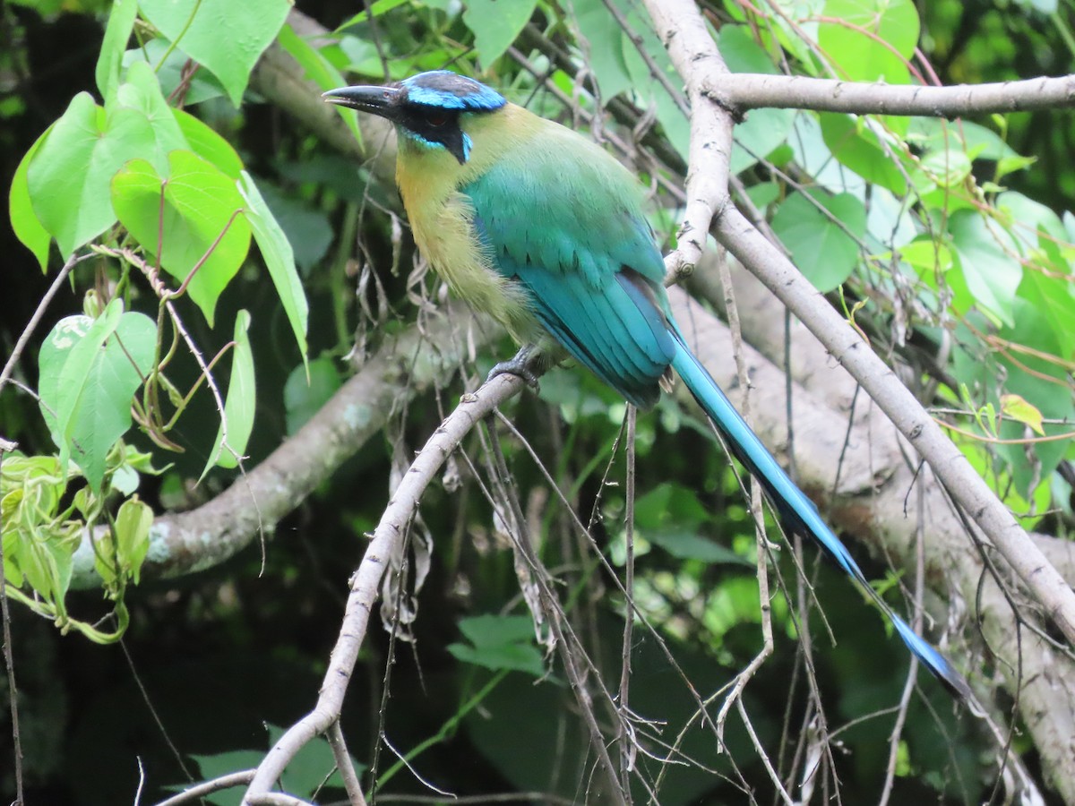 Lesson's Motmot - ML638252390