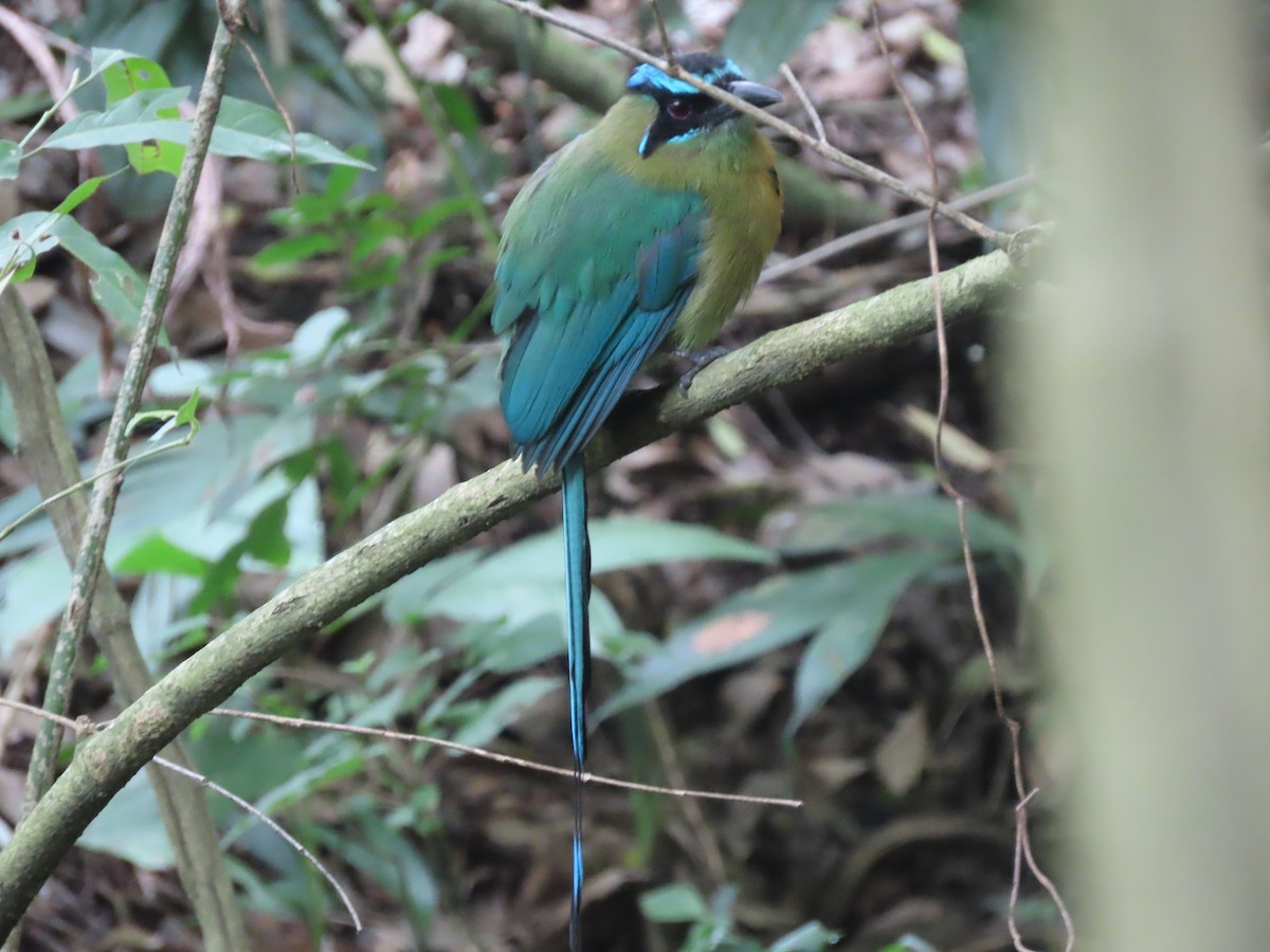 Lesson's Motmot - ML638252391
