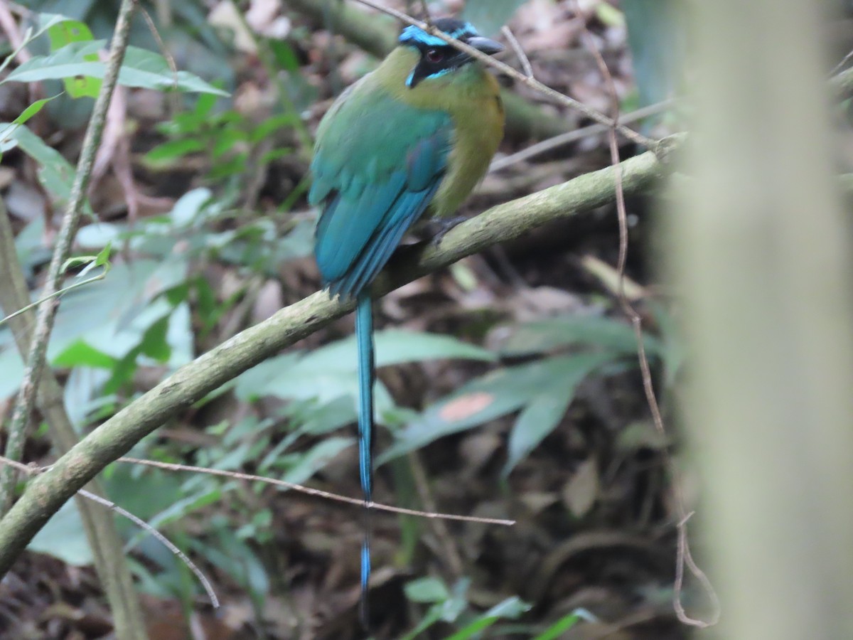 Lesson's Motmot - ML638252392