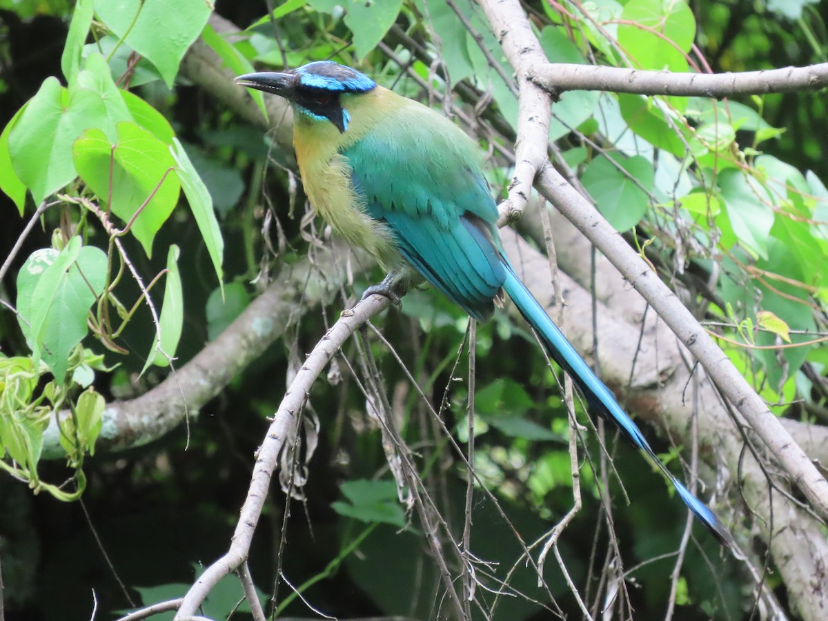 Lesson's Motmot - ML638252394