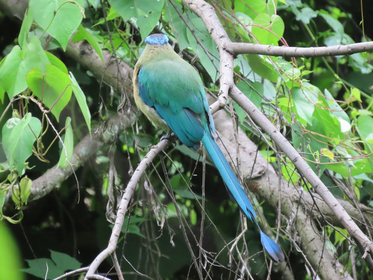Lesson's Motmot - ML638252395