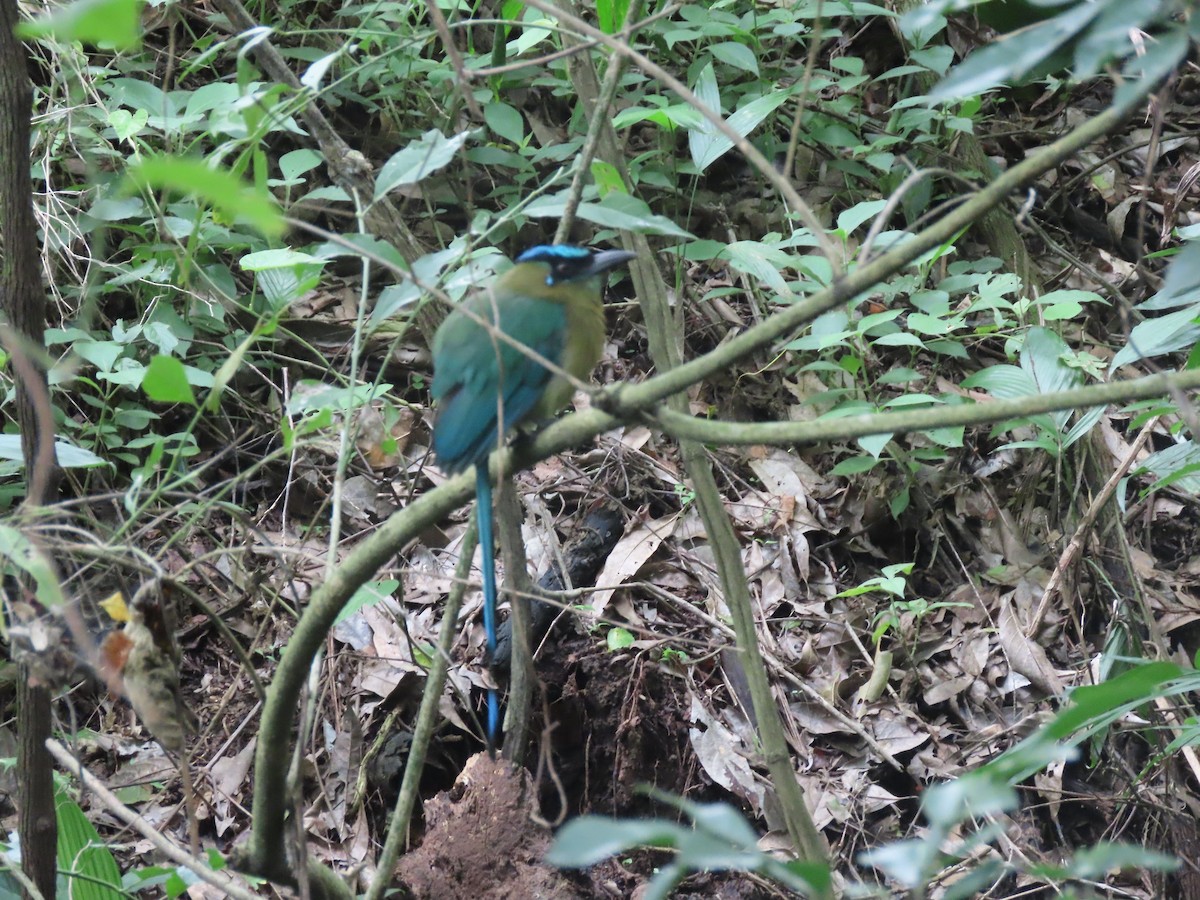 Lesson's Motmot - ML638252397