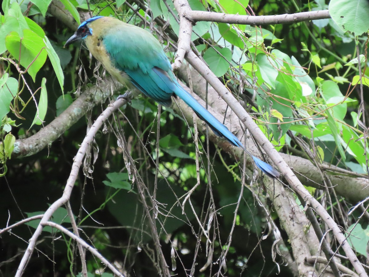 Lesson's Motmot - ML638252398