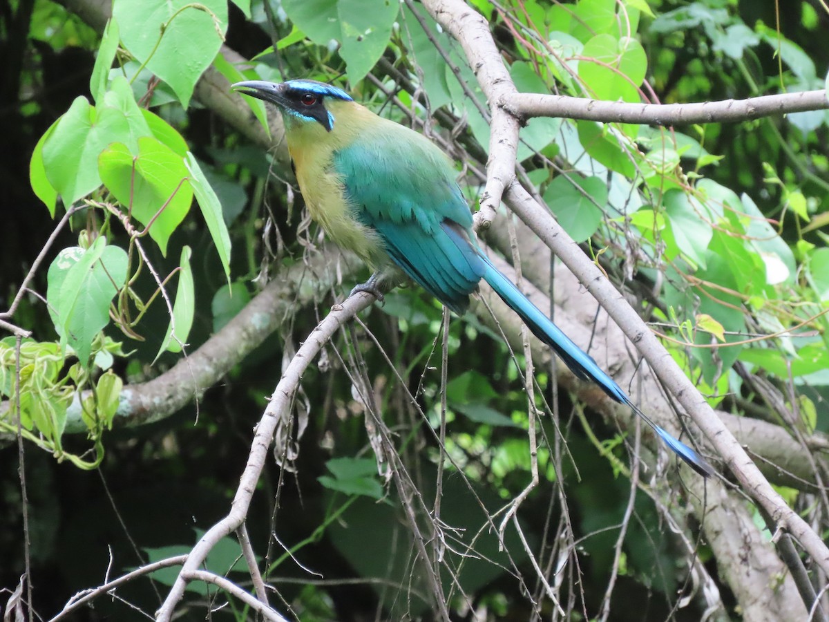 Lesson's Motmot - ML638252400
