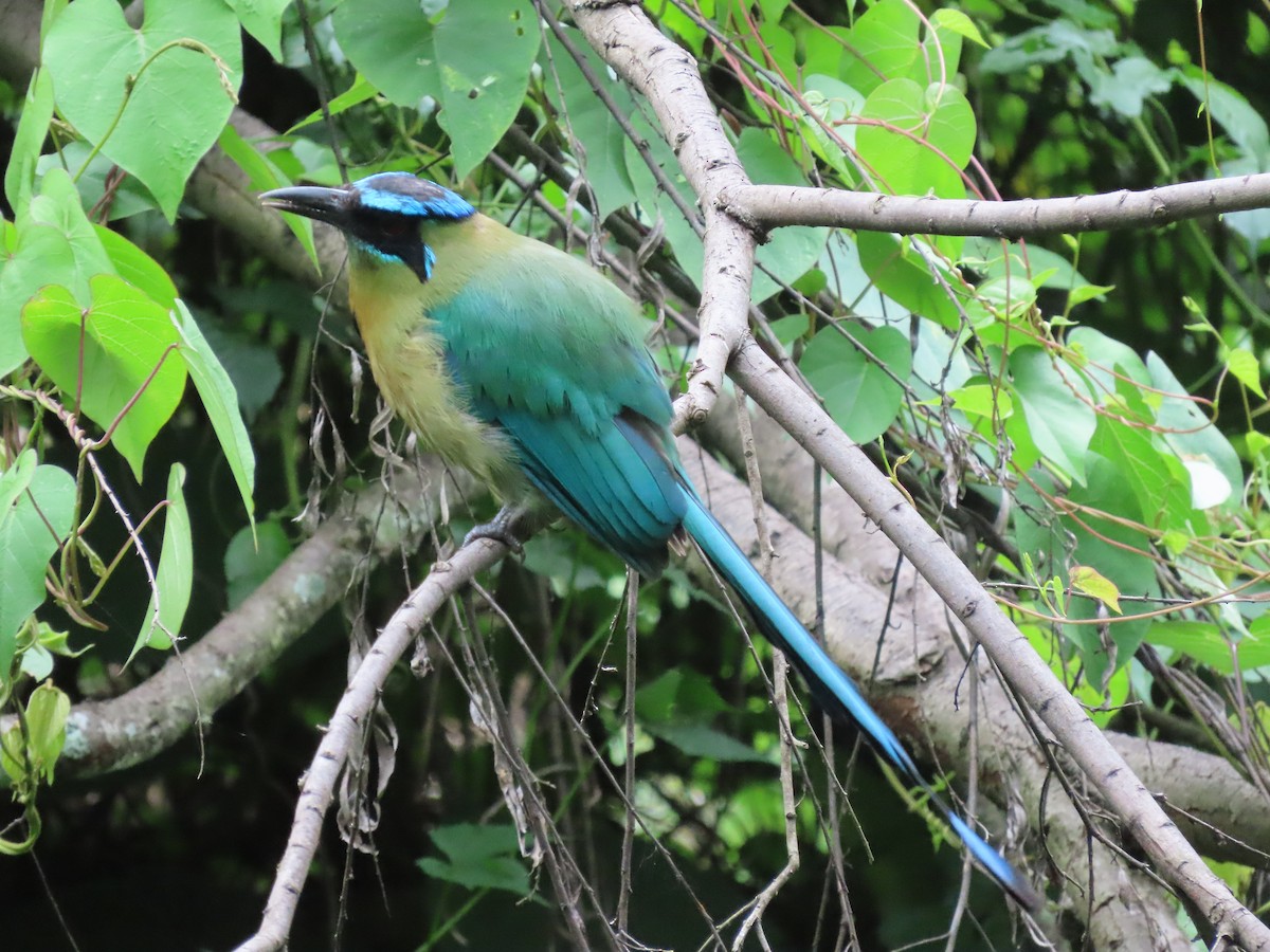 Lesson's Motmot - ML638252403