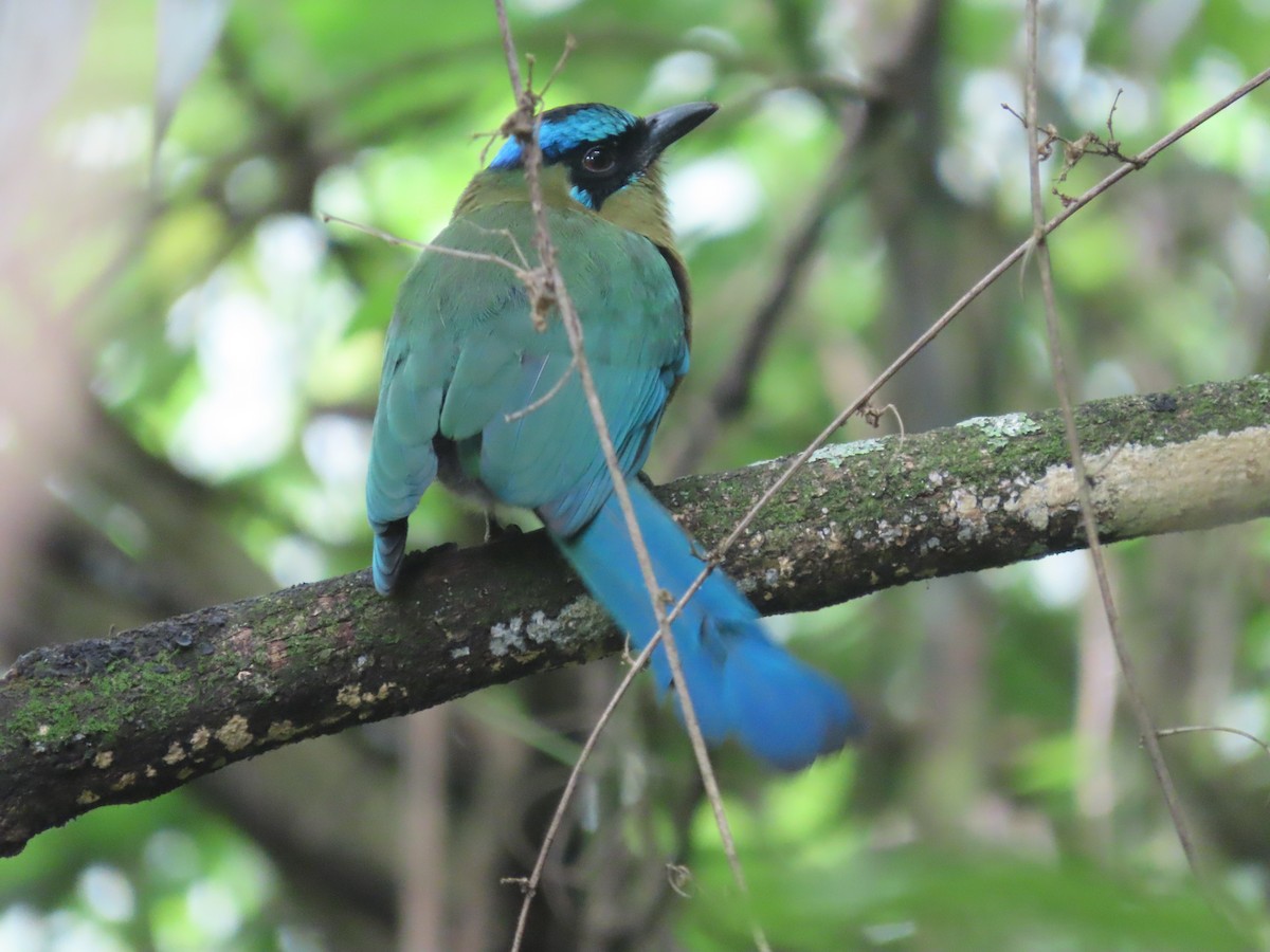 Lesson's Motmot - ML638252418