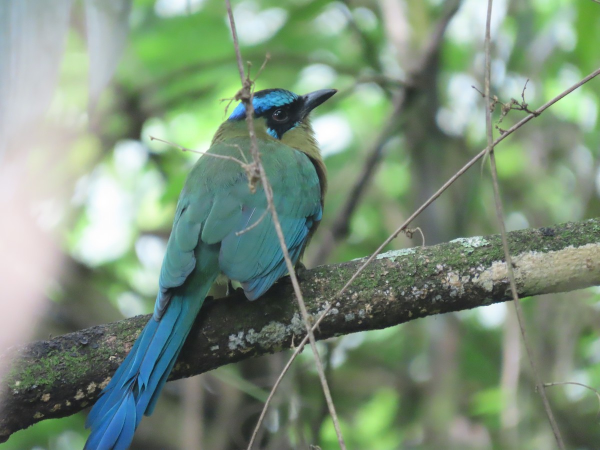 Lesson's Motmot - ML638252419