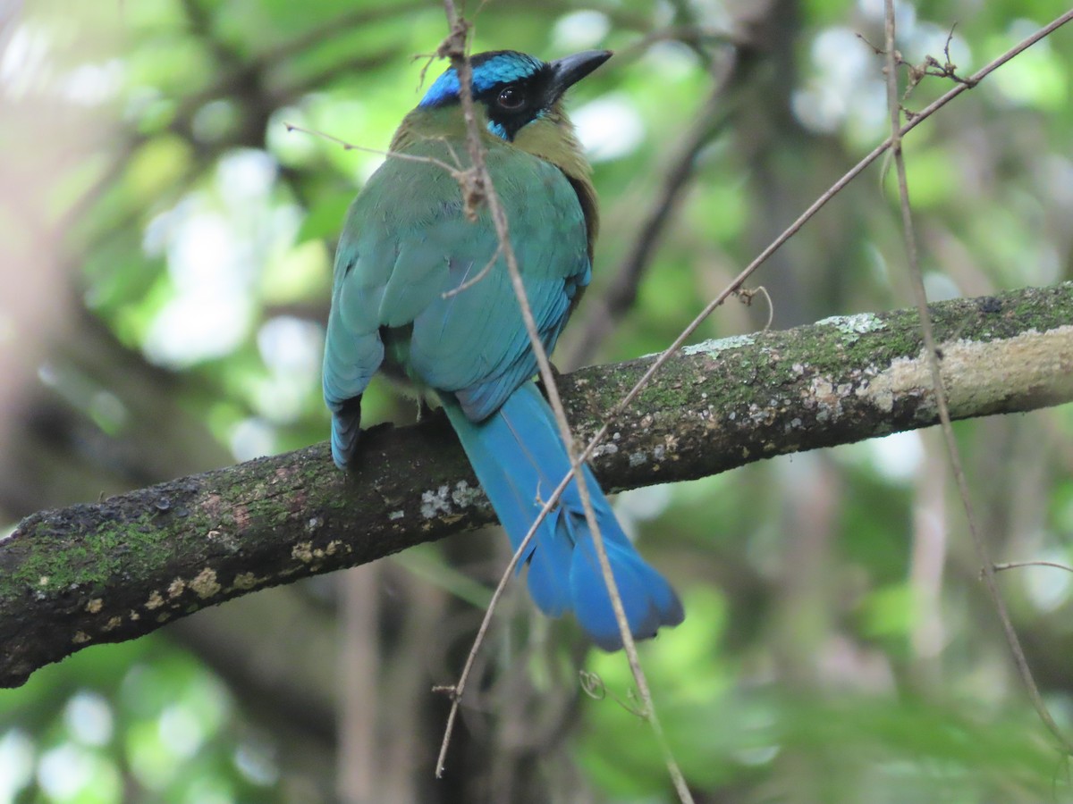 Lesson's Motmot - ML638252420