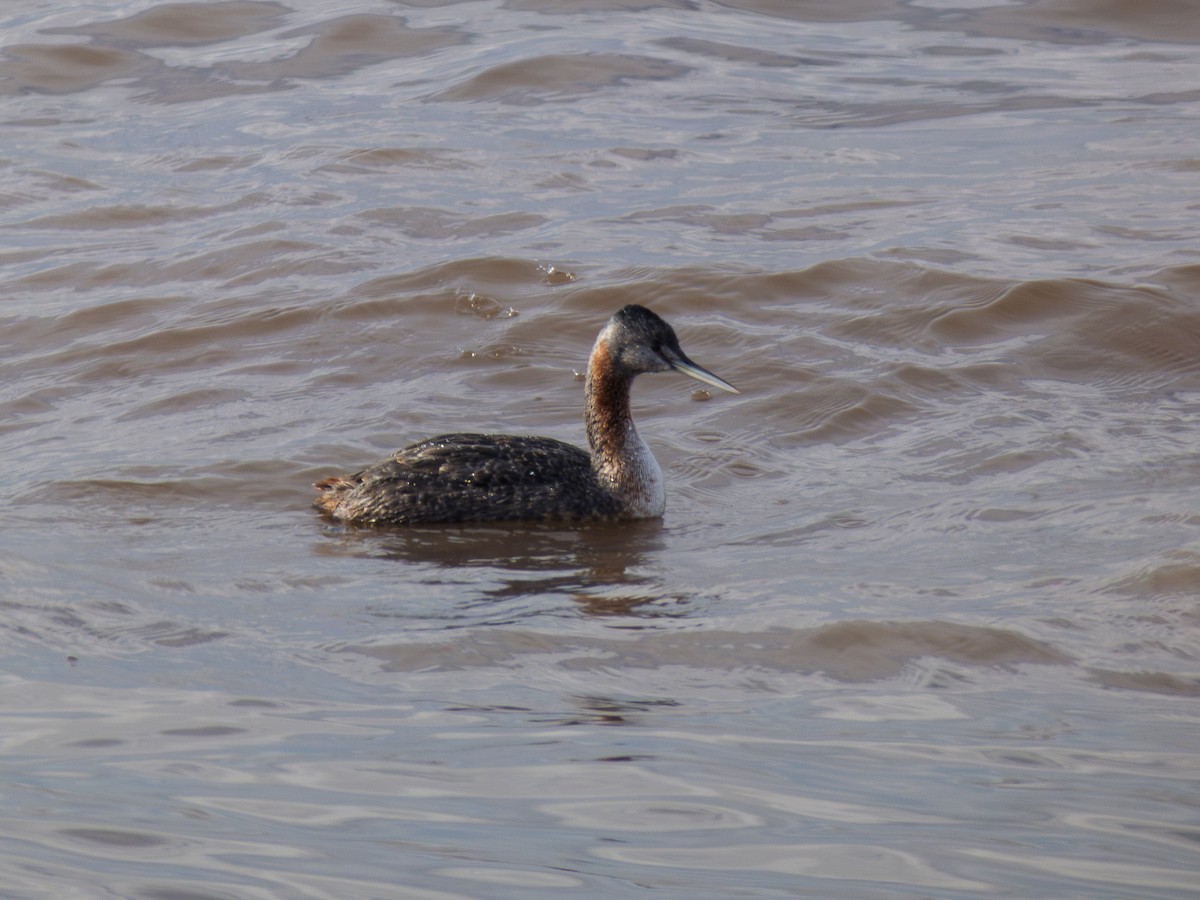 Great Grebe - ML638252421