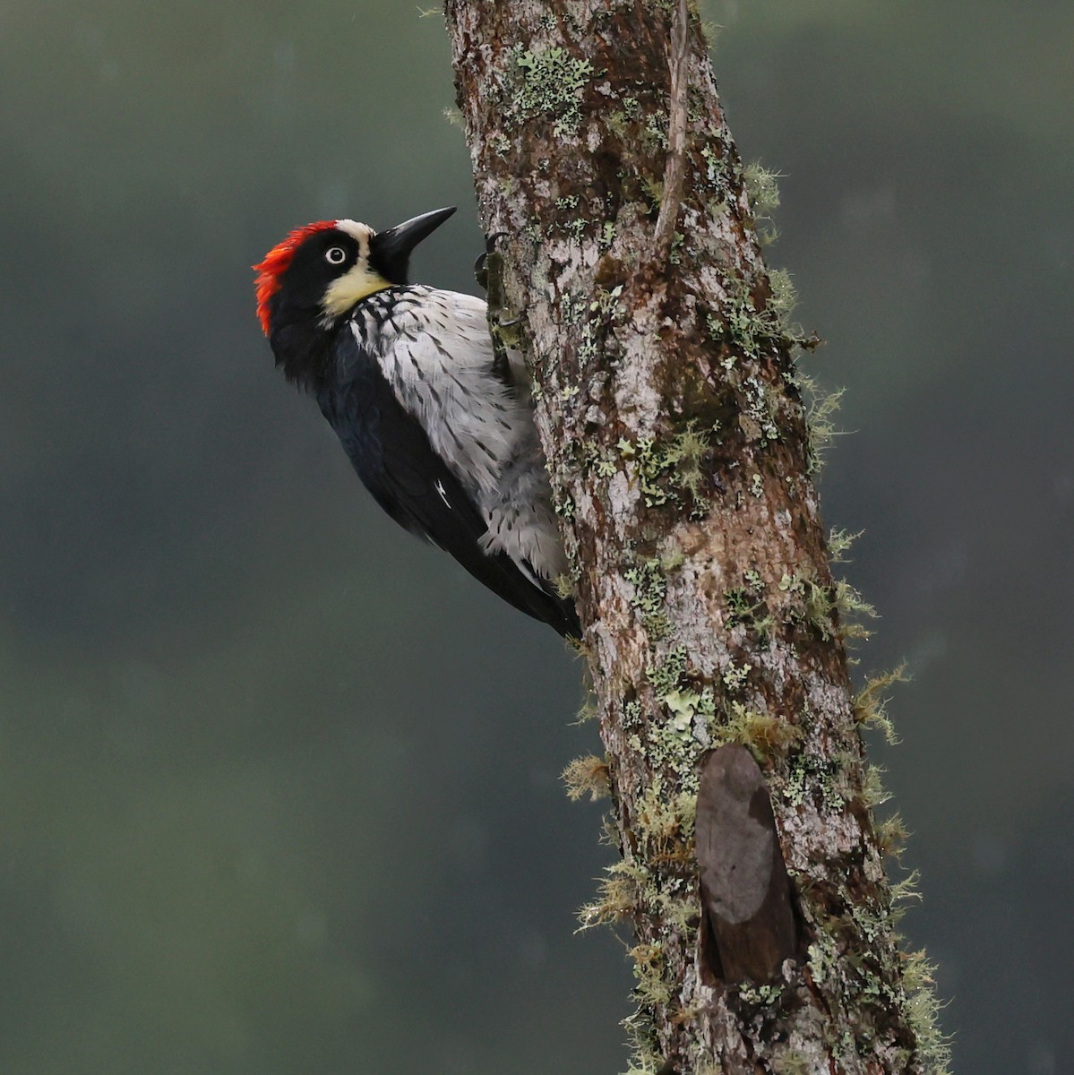 Acorn Woodpecker - ML638252432