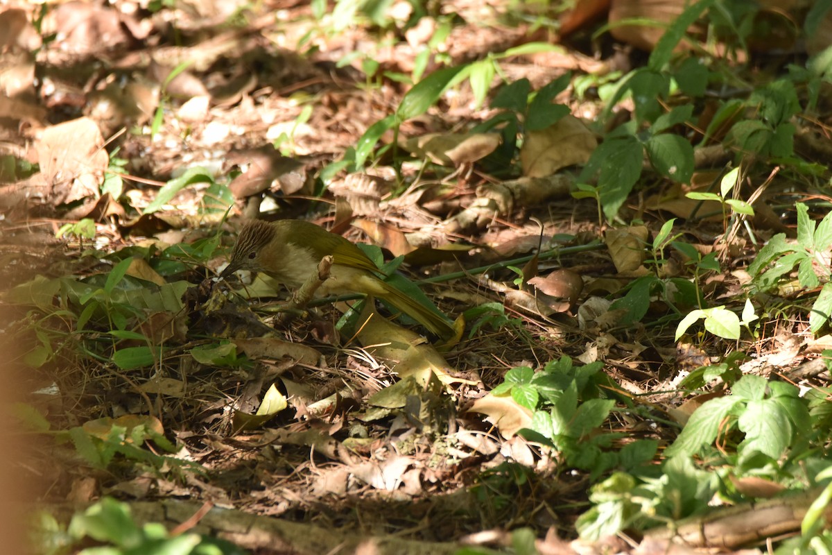 Mountain Bulbul - ML638252450