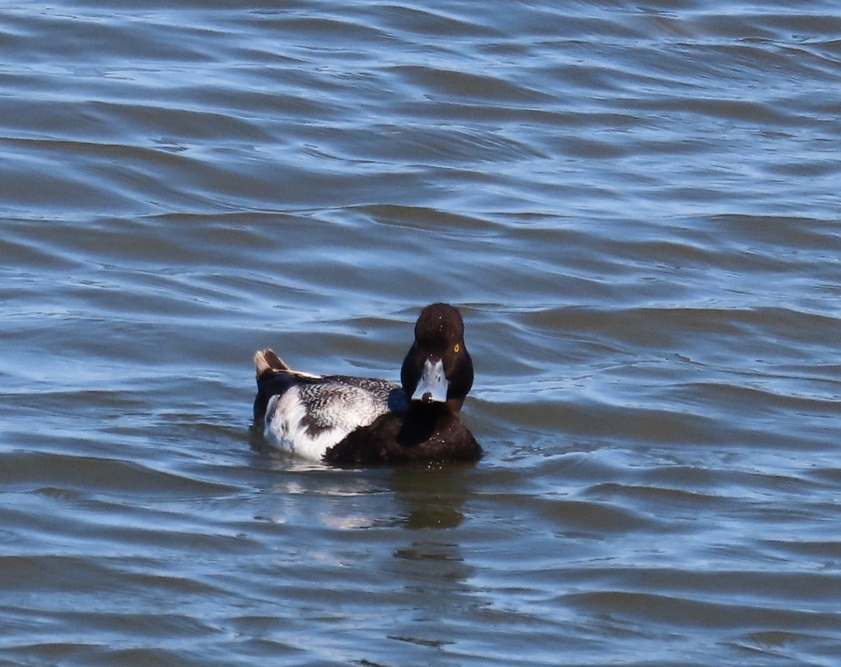 Lesser Scaup - ML638252451