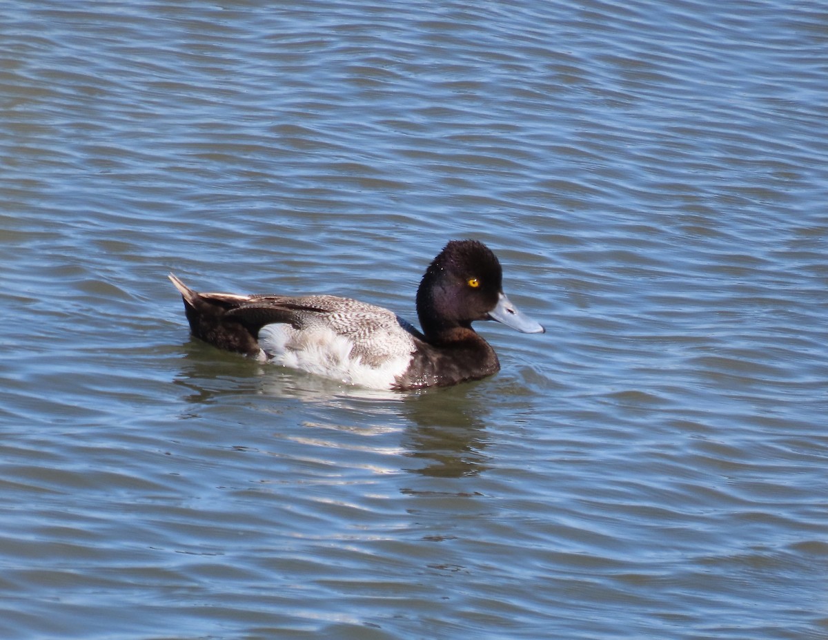 Lesser Scaup - ML638252452