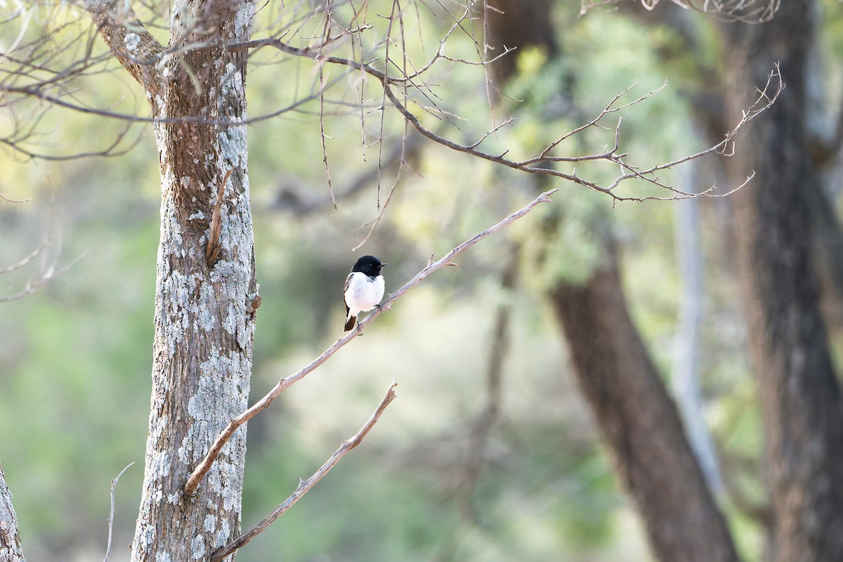 Hooded Robin - ML638252453