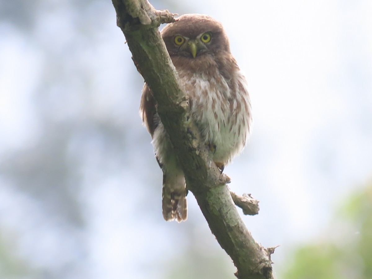 Ferruginous Pygmy-Owl - ML638252456
