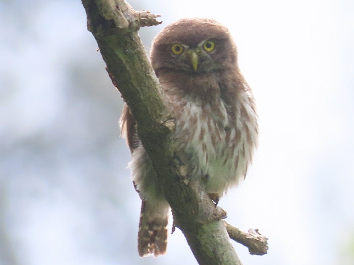 Ferruginous Pygmy-Owl - ML638252458
